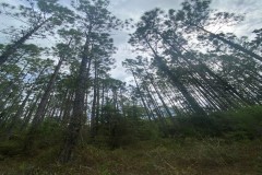 Great 10 Acre Tract