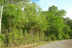 115 +/- Acres of prime hunting land in Rankin County, MS
