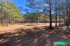 170 ac - Timberland with Home Site Location - PRICE REDUCED