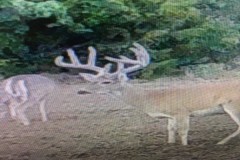 Deer Hunting Haven Beckham Co Oklahoma!