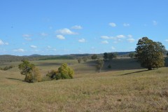 Large Pasture Farm With Abundant Water, Working Pens And Good Fence
