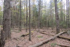 Elm Hill Forest Lot 2