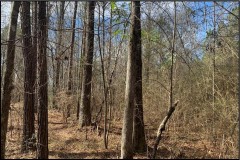 14 Acres in Copiah County in Wesson, MS