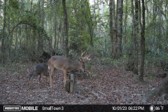 183.5 Acres in Winston County, MS