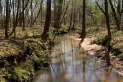 40 Secluded Acres with Mature Timber and Creek for Sale SWMS
