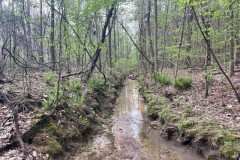 Webster County 119 Acre Hunting and Timber Investment