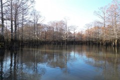 Hunting & Recreational Land for Sale on the Pearl River