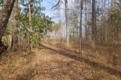 Kelly Road Mixed Timber Tract, LaSalle Parish, 74.71 Acres +/-