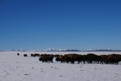Elk Mountain Cattle Ranch