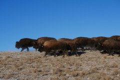 Elk Mountain Cattle Ranch