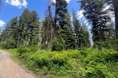 TBD Grouse Trail