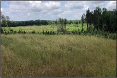 140.3 Acres in Carroll County in Vaiden, MS