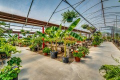 Retail and Wholesale Nursery on 13 acres in Rising Star, Texas