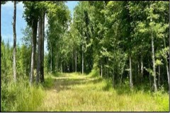 51 Acres in Simpson County in Pinola, MS