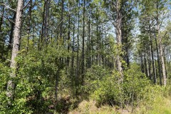 2.43 Acres in Ware County