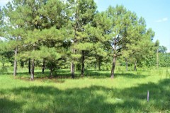 +/-5 Acres for Sale in Fernwood Country Club SW MS