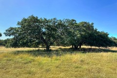 Thousand Oaks Ranch 320 +/- acres Hays County