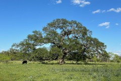 Ancient Oaks Ranch - 2,395 Acres Burnet County