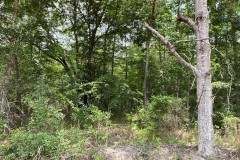 Beautiful 6 ac lot in the Cottonwood