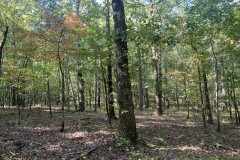 40 acres Hunting/Timberland