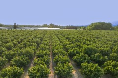 Tangent Hazelnut Orchard