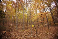 115.93 Acres with a Camp in Hamilton County, Tennessee