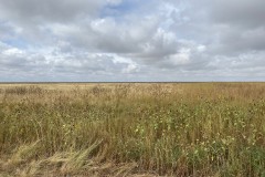 80 +/- ACRES OF CRP IN TEXAS COUNTY