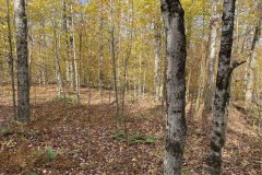 10 acres Hunting Land and Woodlands in Allen NY Old State Road with Owner Financing