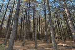 5.22+/-acres Unrestricted Wood Property (Seller Financing Available)