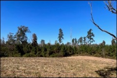 221 Acres in Winston County in Louisville, MS