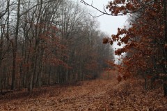 6.9 Acres in Marble Hill, MO