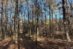 35 Acres Mixed Hardwoods and Pines for Sale with Utilities