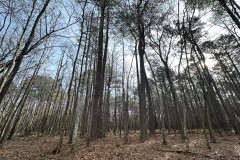 12 Acres in Choctaw County, MS