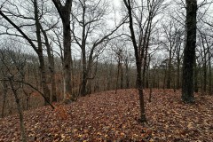 9.25 Acre Timber Tract for Sale Ã¢ÂÂ Monroe County