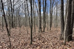 21 Acres in Webster County, MS