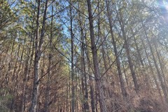 Winston County, AL 118 Acre Timber and Recreational Tract