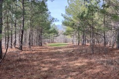 131.75 +/- Ac.,Goodwater,Coosa Co