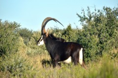 South African Hunting Preserve