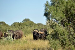 South African Hunting Preserve