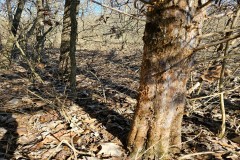 30 Acre Hunting Property Clark County IL