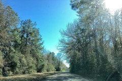 Cotton Trail Tract 1, Allen Parish, 20 Acres +/-