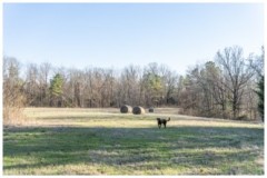 97.6 Acres in Tallahatchie County in Cascilla, MS