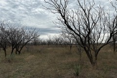 New Listing!! 10.5 Acres (Tract 12), Shackelford County