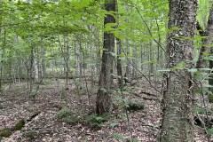 40 acres Wooded Hunting and Recreational Property with Marketable Timber in Taylor NY Hawley Woods Rd.