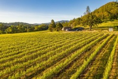 Sundown Vineyard & Rural Homesite
