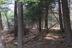 Beautiful Wooded Lot Located in Beaver Cove