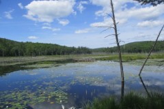 Marsh Pond Wilderness