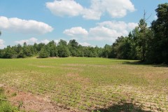 29  +/- Acres in Wicklife, Ky