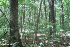 80 Acre Timber Property With Beautiful Hardwoods