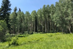 9453899 - Extremely Lush & Green Forest; 4 miles from Monarch Ski Resort